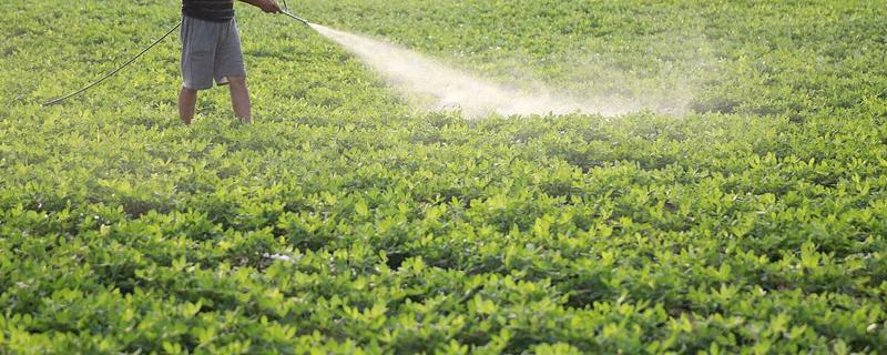 麦茬花生多久可以收获，种植110-120天左右可收获