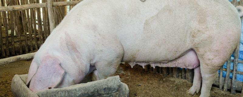 养母猪喂什么东西，根据不同时期饲喂不同的饲料