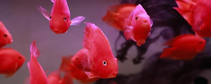 鹦鹉鱼打架的处理办法，可以更换鱼缸
