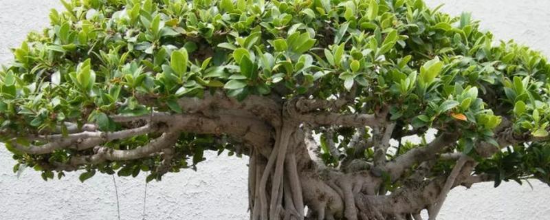 为什么榕树招鬼，民间有着“容树不容人”的说法
