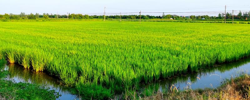 如何化学防治秧田青苔，可以用硫酸铜防治