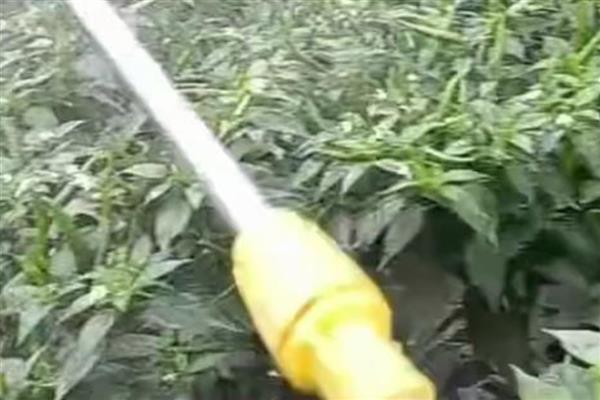辣椒树生虱子怎么处理，可喷洒呲虫啉、啶虫脒等