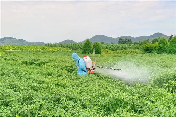 辣椒树生虱子怎么处理，可喷洒呲虫啉、啶虫脒等