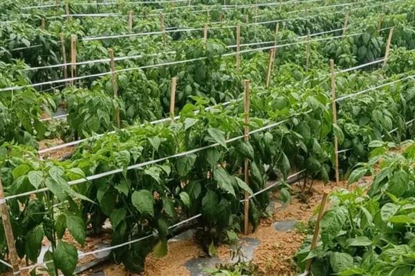 辣椒树生虱子怎么处理，可喷洒呲虫啉、啶虫脒等