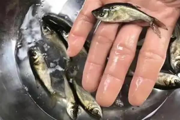 鳙鱼的养殖技术,要确保河塘的面积在5亩以上