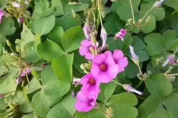 酢浆草怎么养殖，生长盛期要放在向阳处