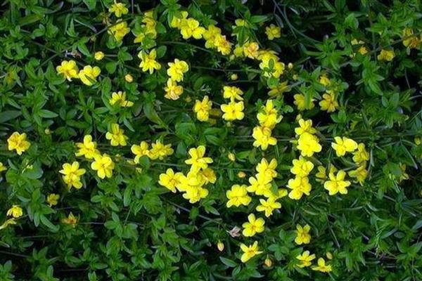 迎春花根变粗的方式，喜欢在湿润的环境中生长