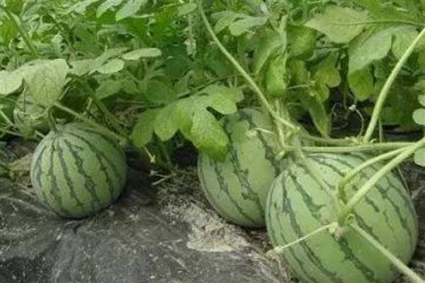 新金兰西瓜的特点，单株可结瓜2-4个
