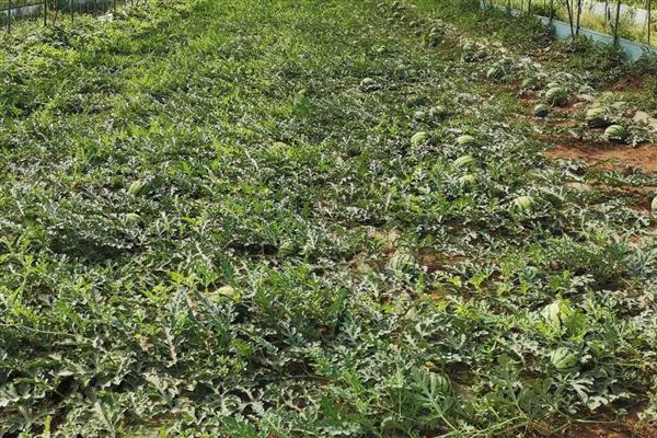 新金兰西瓜的特点，单株可结瓜2-4个