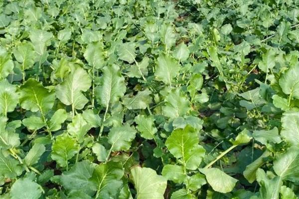 春季萝卜的种植最佳时间,1-2月份种植种植为佳