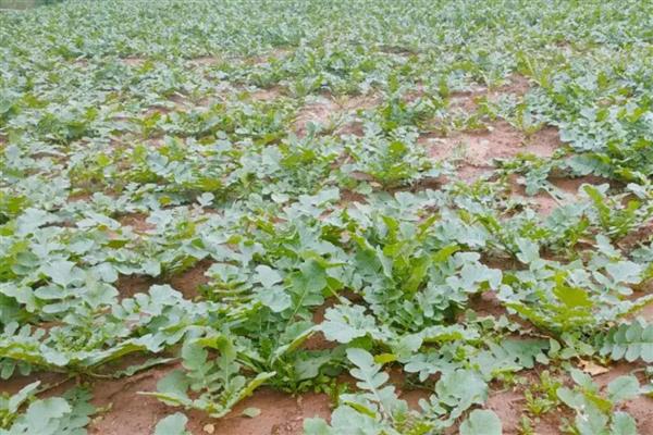 春季萝卜的种植最佳时间,1-2月份种植种植为佳