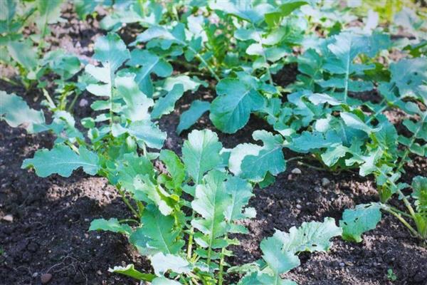 春季萝卜的种植最佳时间,1-2月份种植种植为佳