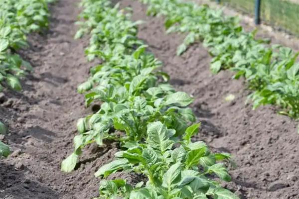 春季萝卜的种植最佳时间,1-2月份种植种植为佳