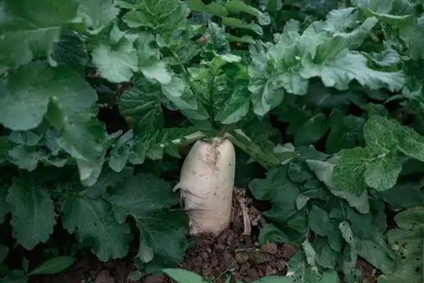 春季萝卜的种植最佳时间,1-2月份种植种植为佳