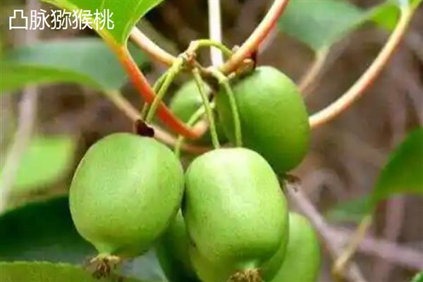 软枣猕猴桃的特点，其抗逆性强且售价较高