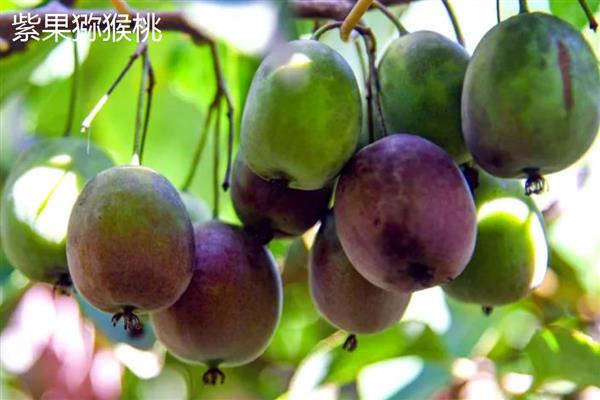 软枣猕猴桃的特点，其抗逆性强且售价较高