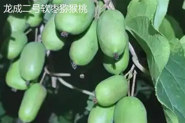 软枣猕猴桃苗的价格，与品种、生长年限有关