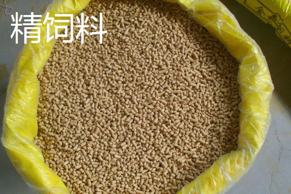 黄粉虫吃什么,可以吃精饲料、粗饲料等