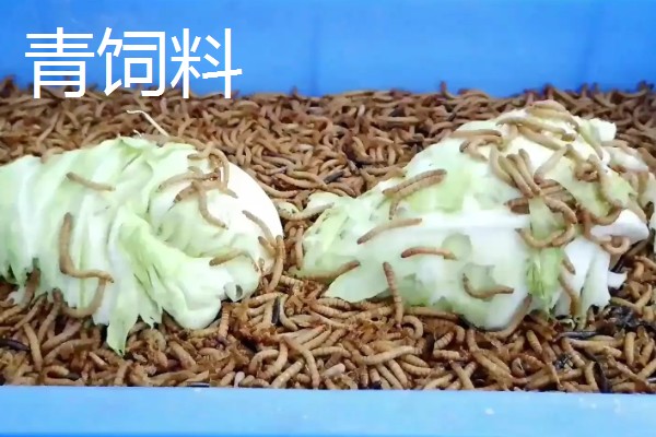 黄粉虫吃什么,可以吃精饲料、粗饲料等