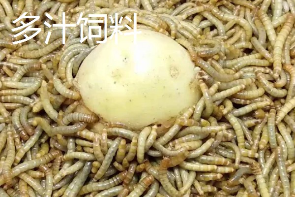 黄粉虫吃什么,可以吃精饲料、粗饲料等