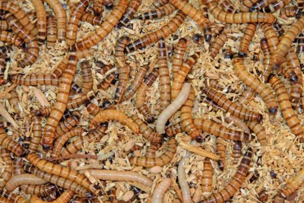 黄粉虫吃什么,可以吃精饲料、粗饲料等