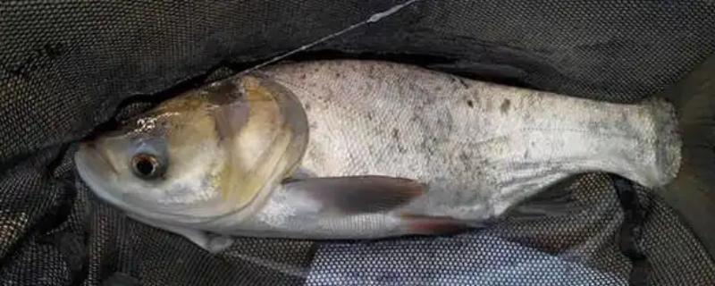 秋季钓鲢鳙饵料能自制吗，可以自制饵料