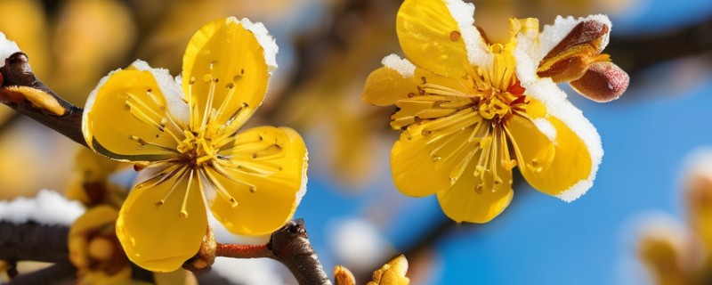 黄梅花的花语，花语是忠实、高洁等