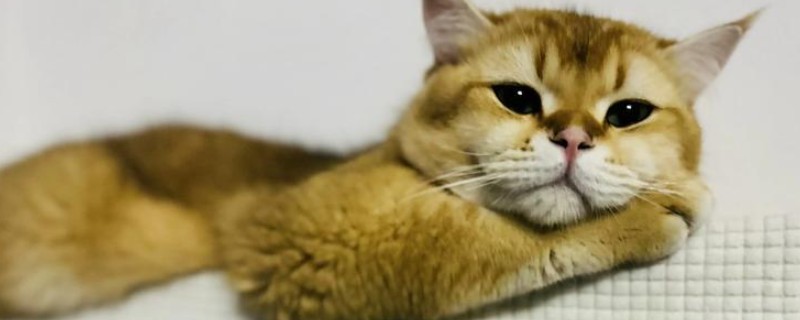 猫咪呼吸道感染的症状，会出现流眼泪、打喷嚏等