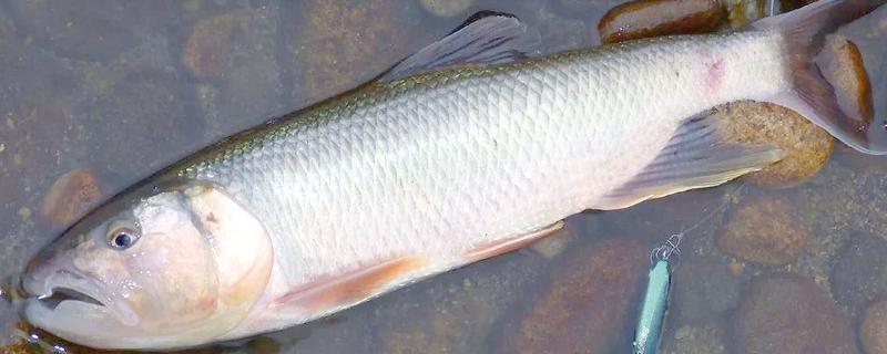 淡水鱼与海水鱼的腥味来源，淡水鱼的腥味来源于土臭素