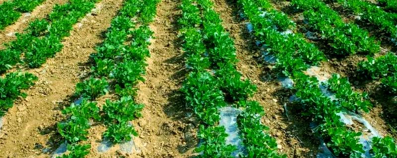 花生的种植时间，主要取决于种植地区的气候环境