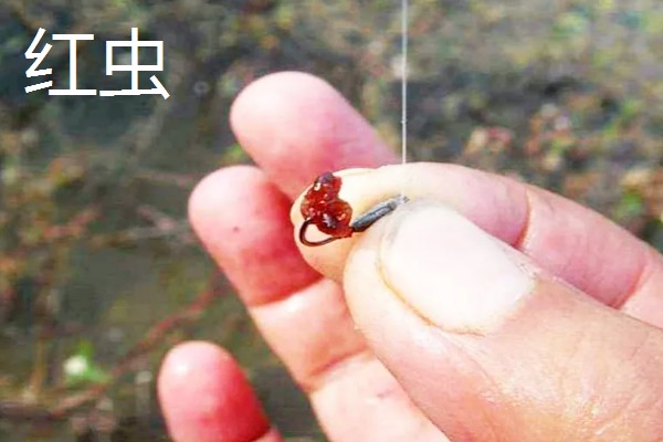 河里野钓用哪种鱼饵，推荐自然饵料、自制饵料等