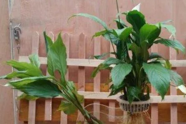 白鹤芋的分株方法,在5至6月份进行