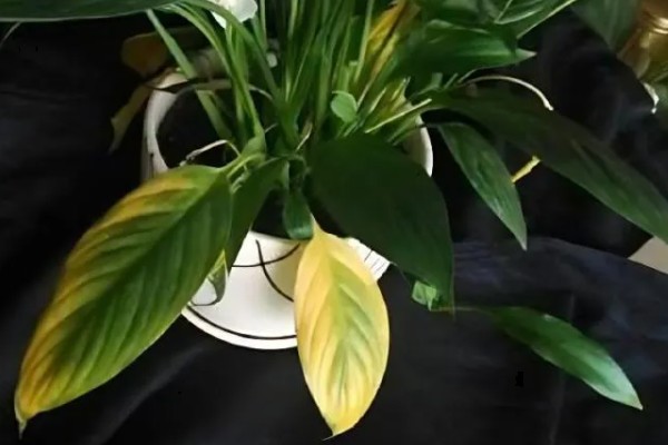 白鹤芋的分株方法,在5至6月份进行