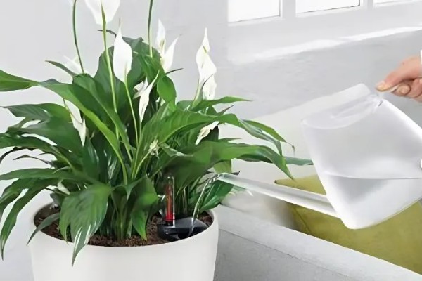 白鹤芋的分株方法,在5至6月份进行