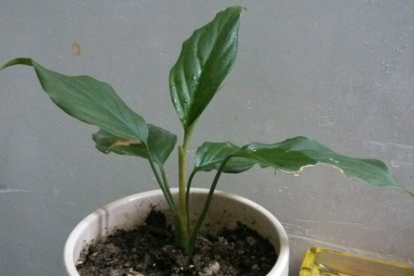 白鹤芋的分株方法,在5至6月份进行