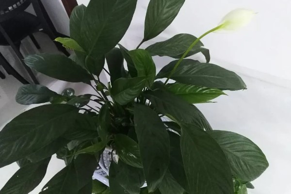 白鹤芋的分株方法,在5至6月份进行