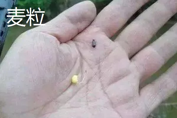 河里野钓用哪种鱼饵，推荐自然饵料、自制饵料等