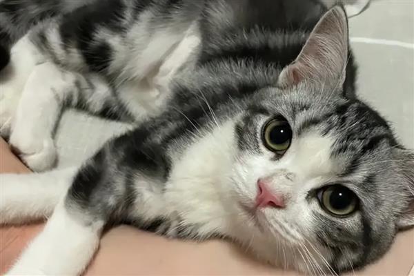 猫咪呼吸道感染的症状，会出现流眼泪、打喷嚏等