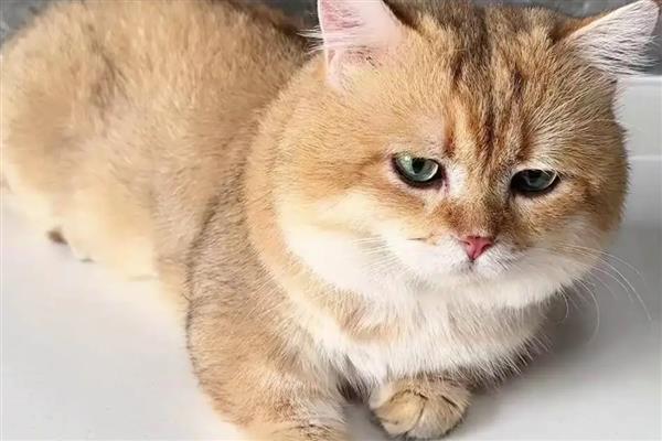 猫咪呼吸道感染的症状，会出现流眼泪、打喷嚏等