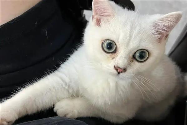 猫咪呼吸道感染的症状，会出现流眼泪、打喷嚏等