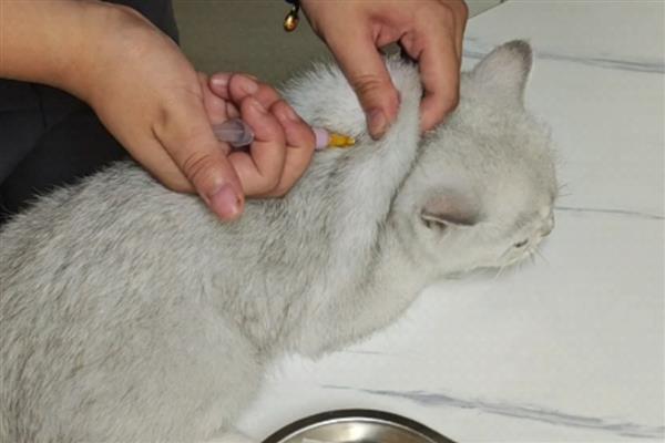 猫咪呼吸道感染的症状，会出现流眼泪、打喷嚏等