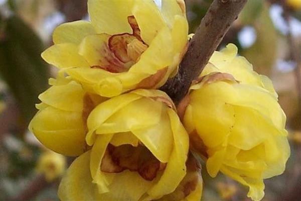 黄梅花的花语，花语是忠实、高洁等