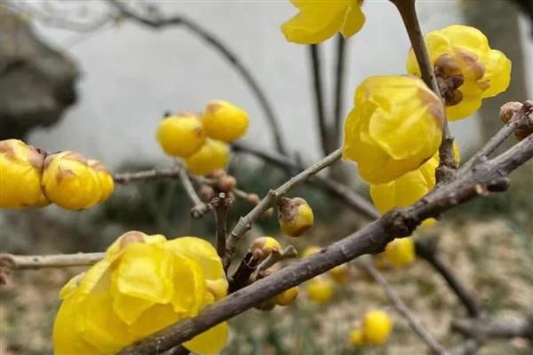 黄梅花的花语，花语是忠实、高洁等