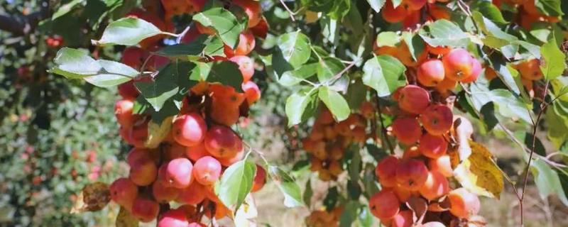 沙果的栽培技术，授粉树要选择适合当地的环境的