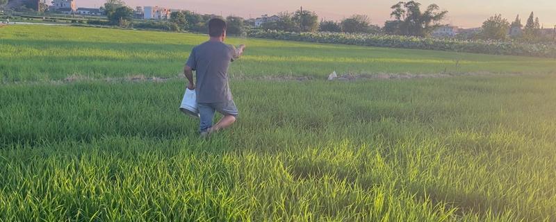 水稻的施肥量,各个时期的施肥量不同