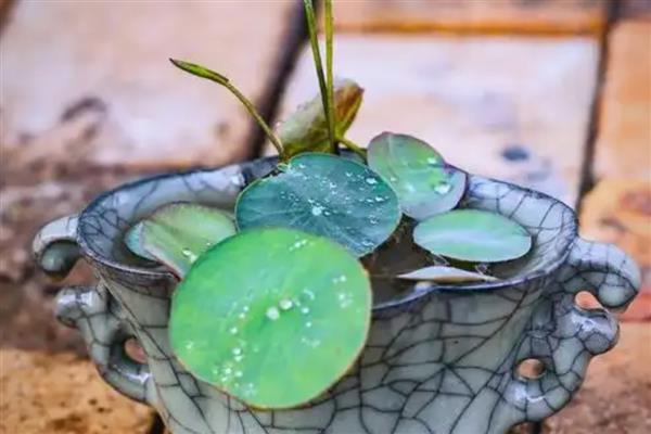 冬季怎么保存碗莲，让泥土保持湿润并覆盖稻草即可