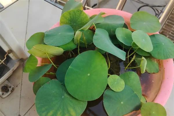 冬季怎么保存碗莲，让泥土保持湿润并覆盖稻草即可