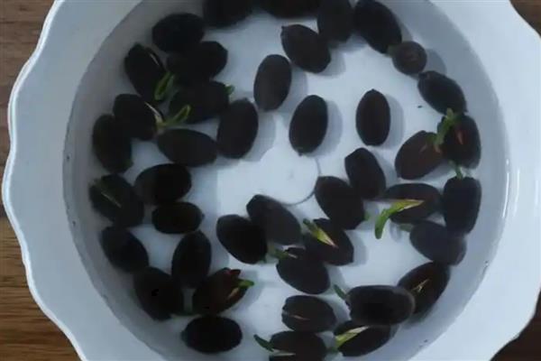 冬季怎么保存碗莲，让泥土保持湿润并覆盖稻草即可