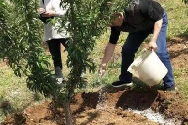 不同种类肥料的作用，钾肥可强壮枝干