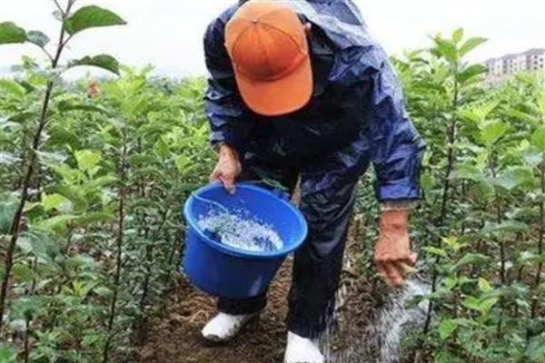 不同种类肥料的作用，钾肥可强壮枝干